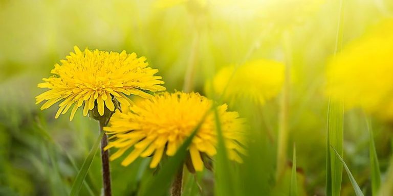 Process Control: Do You Have Dandelions In Your Yard?